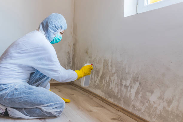 Licensed Mold Inspection service in Rockwood, PA - WQB Mold Removal
