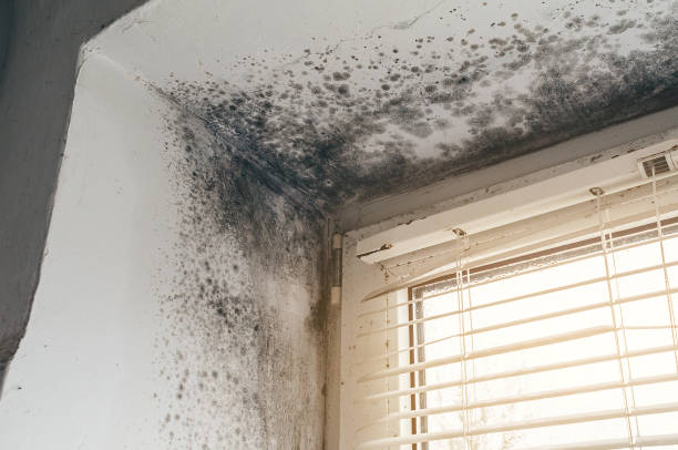 Affordable Mold Inspection solutions in Rockwood, PA