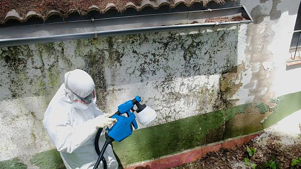 Top rated local Mold Inspection specialists in Rockwood, PA